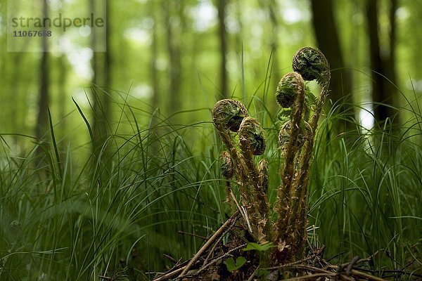 Echter Farne (Polypodiopsida  Filicopsida) auf Waldboden  junge Triebe  Bayern  Deutschland  Europa