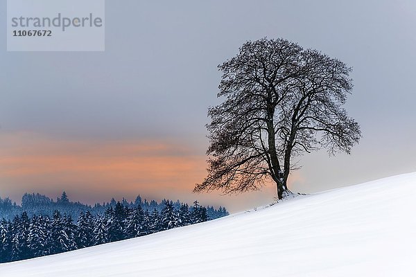 Baum am Hang in winterlicher Landschaft  Aitrang  Oberallgäu  Bayern  Deutschland  Europa