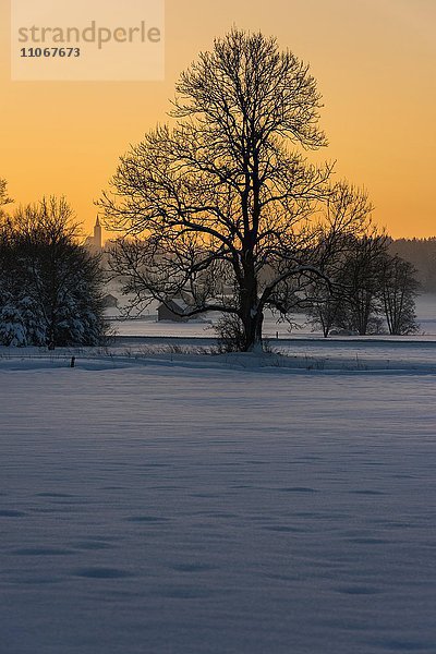 Baum in winterlicher Landschaft  Sonnenuntergang  Unteregg  Unterallgäu  Bayern  Deutschland  Europa