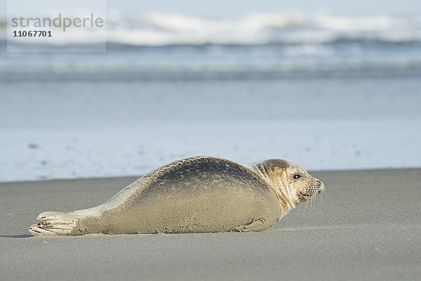 Seehund (Phoca vitulina) liegt im Sand am Strand  Langeoog  Ostfriesland  Niedersachsen  Deutschland  Europa