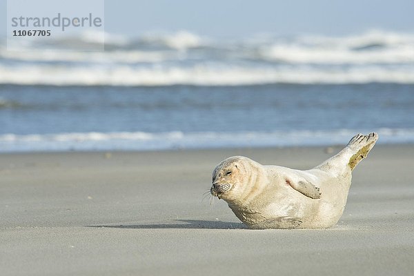 Seehund (Phoca vitulina) liegt im Sand am Strand  Langeoog  Ostfriesland  Niedersachsen  Deutschland  Europa