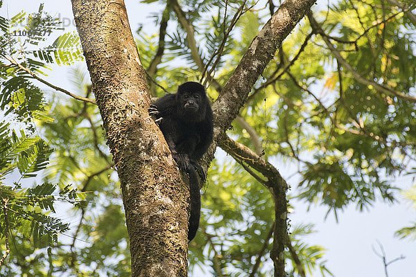 Mantelbrüllaffe (Alouatta palliata) sitzt im Baum  Provinz Limon  Costa Rica  Nordamerika