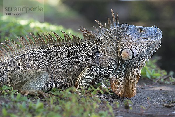 Grüner Leguan (Iguana iguana)  Provinz Limon  Costa Rica  Nordamerika