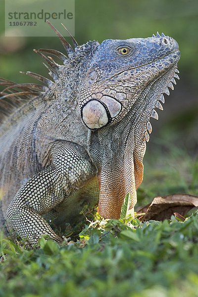 Grüner Leguan (Iguana iguana)  Portrait  Provinz Limon  Costa Rica  Nordamerika
