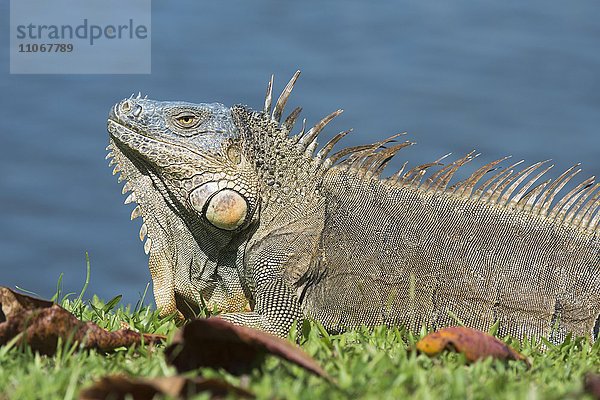 Grüner Leguan (Iguana iguana) am Wasser  Provinz Limon  Costa Rica  Nordamerika