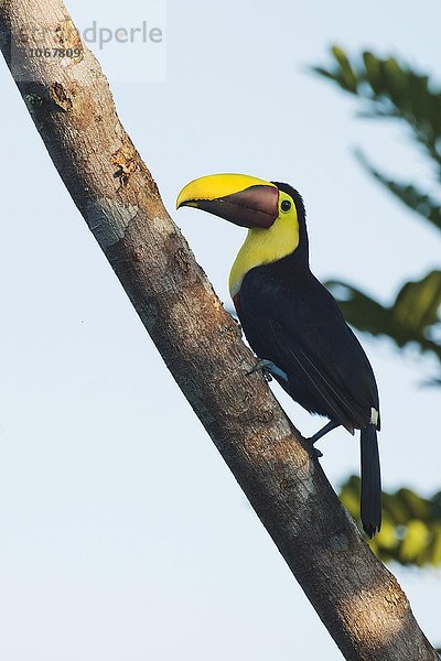 Swainson-Tukan (Ramaphastos swainsonii) sitzt auf Ast  Provinz Heredia  Costa Rica  Nordamerika