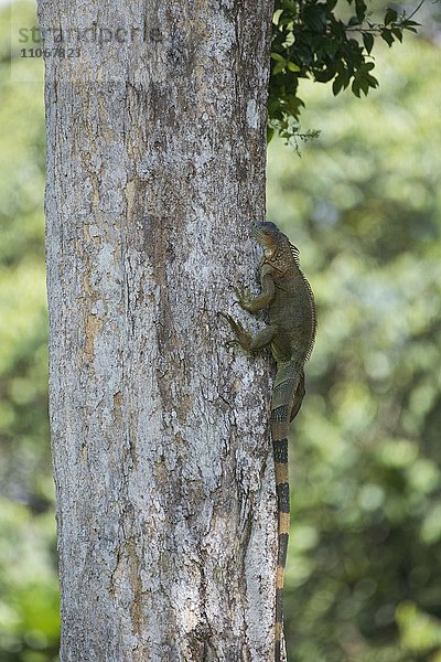 Grüner Leguan (Iguana iguana) klettert an Baumstamm  Provinz Limon  Costa Rica  Nordamerika