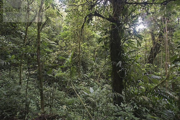 Nebelwald  Reserva biologica Bosque Nuboso  Provinz Alajuela  Costa Rica  Nordamerika
