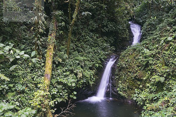 Kleiner Wasserfall im Nebelwald  Reserva biologica Bosque Nuboso  Provinz Alajuela  Costa Rica  Nordamerika