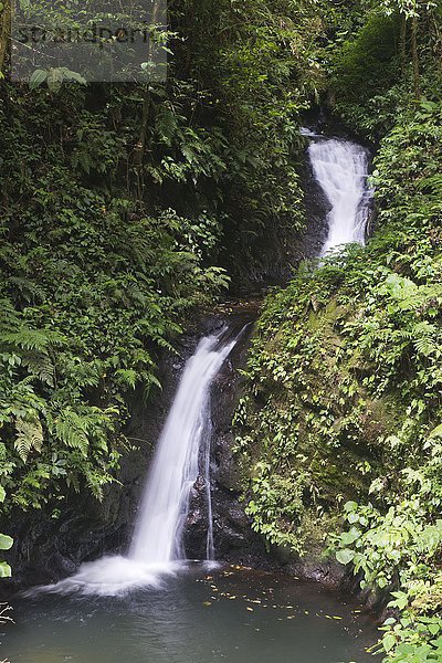 Wasserfall im Nebelwald  Reserva biologica Bosque Nuboso  Provinz Alajuela  Costa Rica  Nordamerika