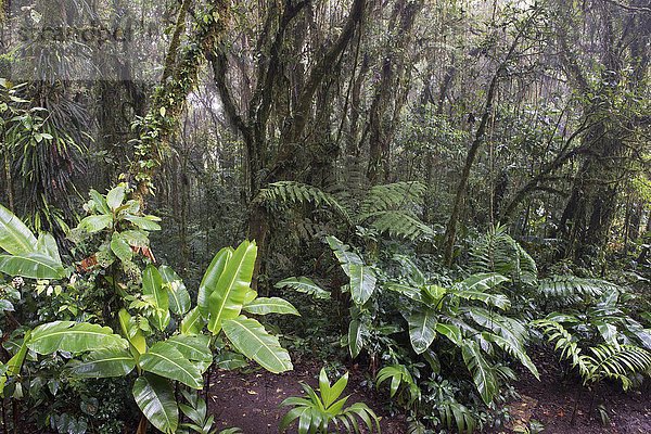 Nebelwald  Reserva Bosque Nuboso Santa Elena  Provinz Alajuela  Costa Rica  Nordamerika