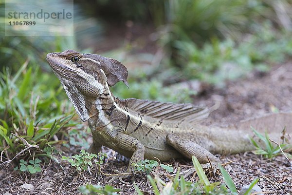 Helmbasilisk (Basiliscus basiliscus)  Quepos  Provinz Puntarenas  Costa Rica  Nordamerika