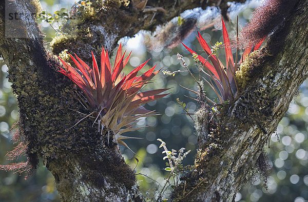 Bromelien (Bromelia spec.) im Baum  Los Quetzales Nationalpark  Provinz San Jose  Costa Rica  Nordamerika