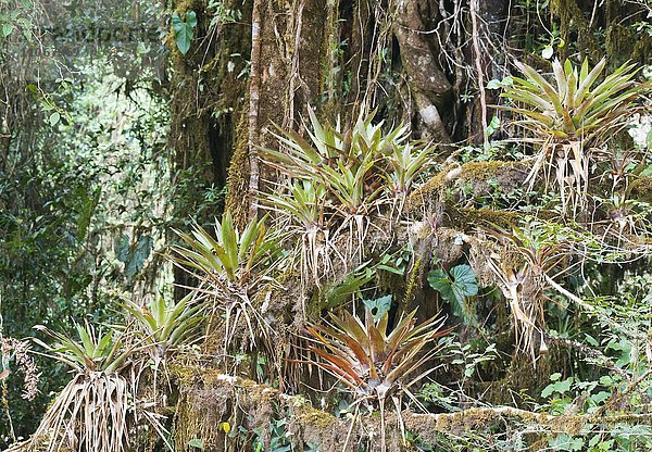 Bromelien (Bromelia spec.) im Regenwald  Los Quetzales Nationalpark  Provinz San Jose  Costa Rica  Nordamerika