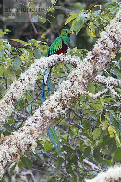 Quetzal (Pharomachrus mocinno) sitzt auf moosbehangenem Ast  Los Quetzales Nationalpark  Provinz San Jose  Costa Rica  Nordamerika