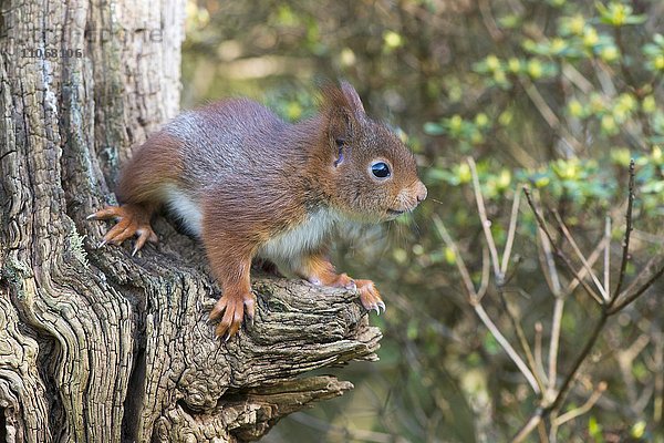Junges Eichhörnchen (Sciurus vulgaris) auf Baumstamm  Emsland  Niedersachsen  Deutschland  Europa