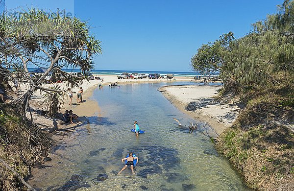 Fluss Eli Creek  Great Sandy Nationalpark  Fraser Island  Queensland  Australien  Ozeanien