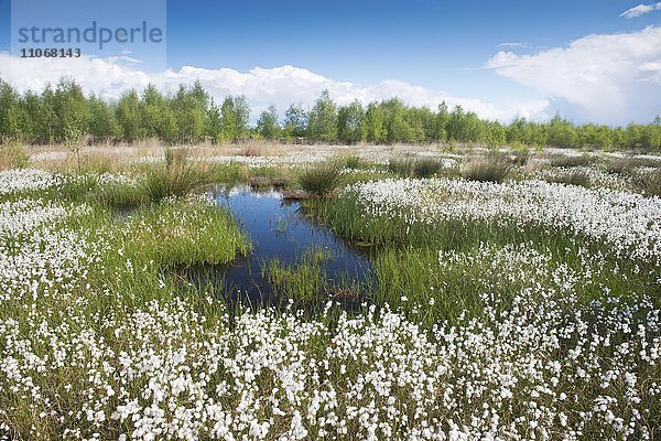 Wollgras im Moor (Eriophorum angustifolium)  Emsland  Niedersachsen  Deutschland  Europa