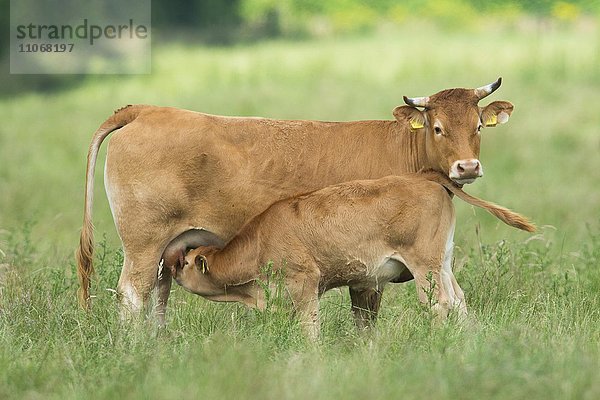 Mutterkuhhaltung  Kuh säugt Kalb (Bos primigenius taurus) auf Weide  Emsland  Niedersachsen  Deutschland  Europa