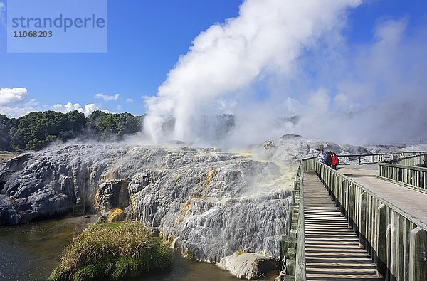 Pohutu Geysir und Prince of Wales Feathers Geysir  Te Puia  Whakarewarewa Thermal Valley  Rotorua  Neuseeland  Ozeanien