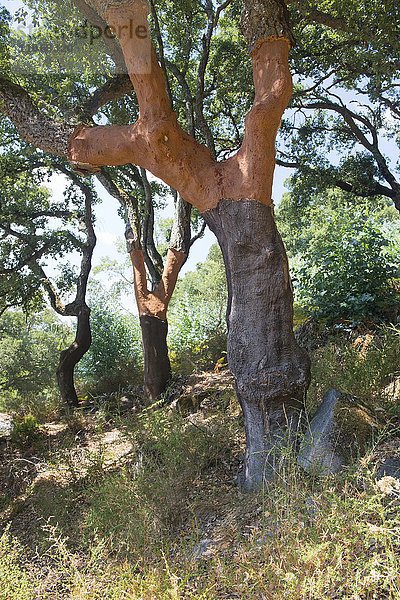 Korkeichen (Quercus suber)  Distrikt Faro  Portugal  Europa