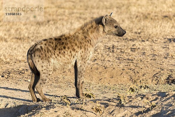 Tüpfelhyäne oder Fleckenhyäne (Crocuta crocuta)  Ol Pejeta Reservat  Kenia  Afrika