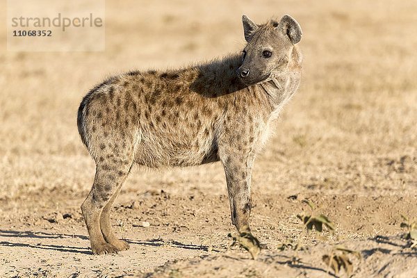 Tüpfelhyäne oder Fleckenhyäne (Crocuta crocuta)  Ol Pejeta Reservat  Kenia  Afrika