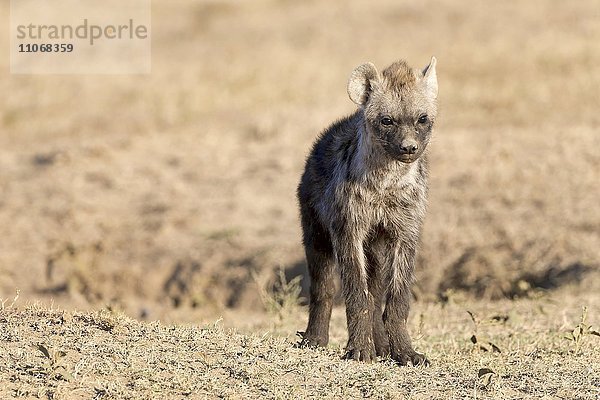 Tüpfelhyäne oder Fleckenhyäne (Crocuta crocuta)  Jungtier  Ol Pejeta Reservat  Kenia  Afrika