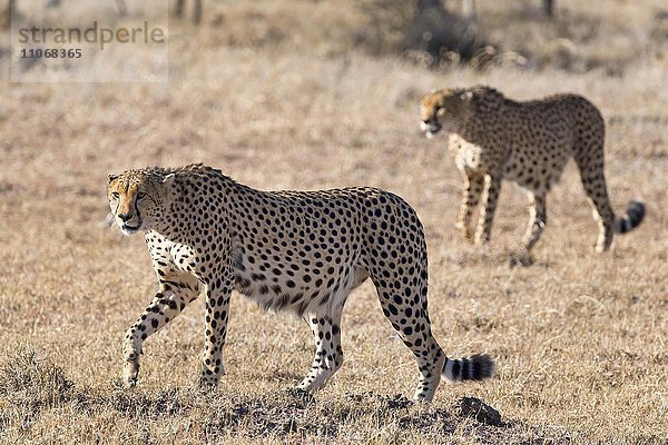 Gepard (Acinonyx jubatus)  trockenes Gras  Ol Pejeta Reservat  Kenia  Afrika