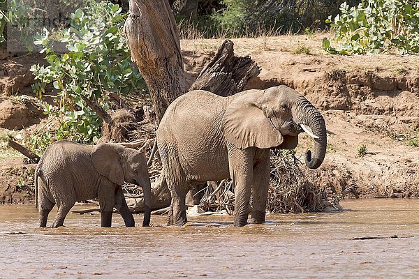 Afrikanische Elefanten (Loxodonta africana)  Elefantenkuh mit Jungtier steht im Fluss  Samburu National Reserve  Kenia  Afrika