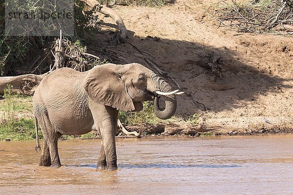 Afrikanischer Elefant (Loxodonta africana) trinkt im Fluss  Samburu National Reserve  Kenia  Afrika