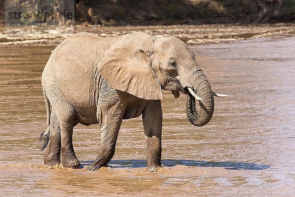 Afrikanischer Elefant (Loxodonta africana) trinkt im Fluss  Samburu National Reserve  Kenia  Afrika