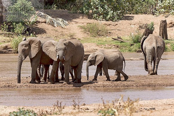 Afrikanische Elefanten (Loxodonta africana)  Herde am Fluss  Samburu National Reserve  Kenia  Afrika