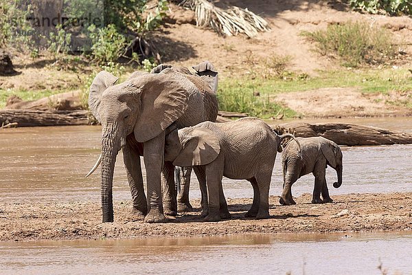 Afrikanische Elefanten (Loxodonta africana) am Fluss  Samburu National Reserve  Kenia  Afrika