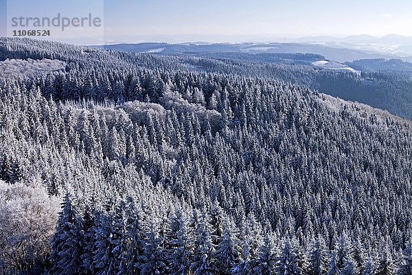 Ausblick auf verschneite Bäume  bei Sundern  Sauerland  Nordrhein-Westfalen  Deutschland  Europa