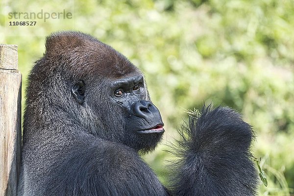 Flachlandgorilla (Gorilla gorilla gorilla) lehnt an Baumstamm  captive Porträt