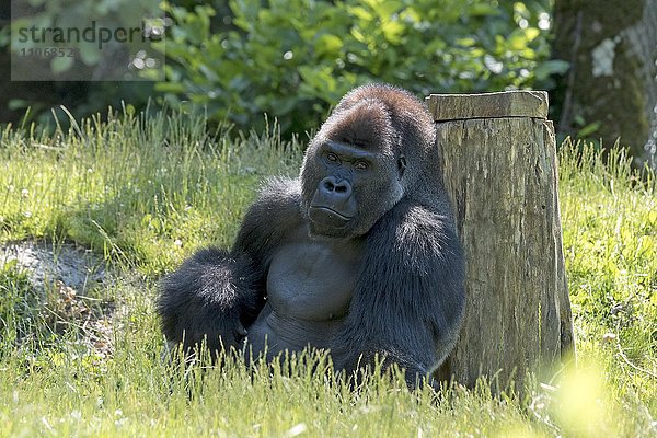 Flachlandgorilla (Gorilla gorilla gorilla) lehnt an Baumstamm  captive