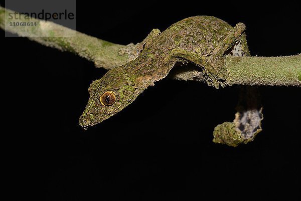 Blattschwanzgecko (Uroplatus sikorea)  Regenwald  Ranomafana Nationalpark  südliches Hochland  Madagaskar  Afrika