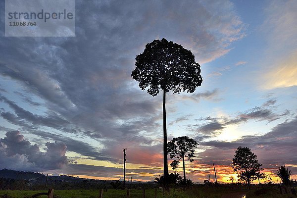 Sonnenuntergang über einer Rodungsfläche  jetzt Viehweide  Amazonas-Regenwald zwischen Itaituba und Trairao  Bundesstaat Pará  Brasilien  Südamerika