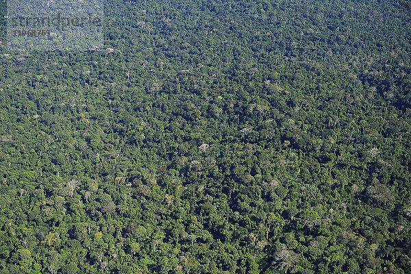 Amazonas-Regenwald zwischen Itaituba und Trairao  Luftbild  Bundesstaat Pará  Brasilien  Südamerika