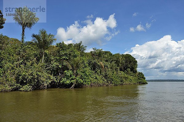Tropischer Regenwald am Ufer des Rio Tapajos  Pimental  Itaituba  Bundesstaat Pará  Brasilien  Südamerika