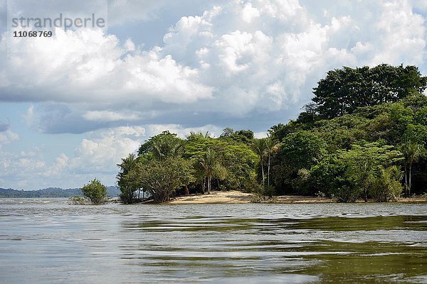 Tropischer Regenwald am Ufer des Rio Tapajos  Pimental  Itaituba  Bundesstaat Pará  Brasilien  Südamerika