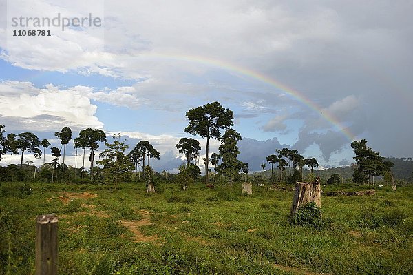 Gerodete Fläche im Regenwald zur Nutzung als Viehweide mit Regenbogen  Amazonas-Regenwald zwischen Itaituba und Trairao  Bundesstaat Pará  Brasilien  Südamerika