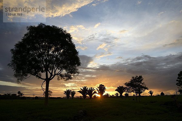Sonnenuntergang über einer Rodungsfläche (Viehweide)  Amazonas-Regenwald zwischen Itaituba und Trairao  Bundesstaat Pará  Brasilien  Südamerika