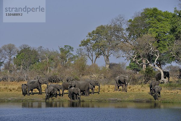 Elefanten (Loxodonta africana)  Herde am Kwando-Fluss  Bwabwata-Nationalpark  Sambesi Region  Caprivi-Streifen  Namibia  Afrika