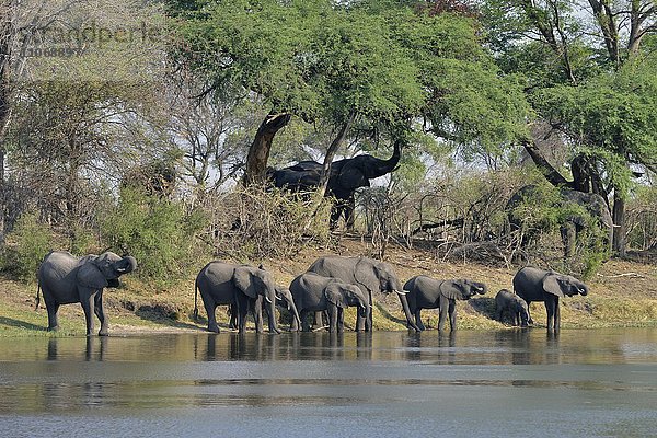 Elefanten (Loxodonta africana)  Herde trinkt am Kwando-Fluss  Bwabwata-Nationalpark  Sambesi Region  Caprivi-Streifen  Namibia  Afrika