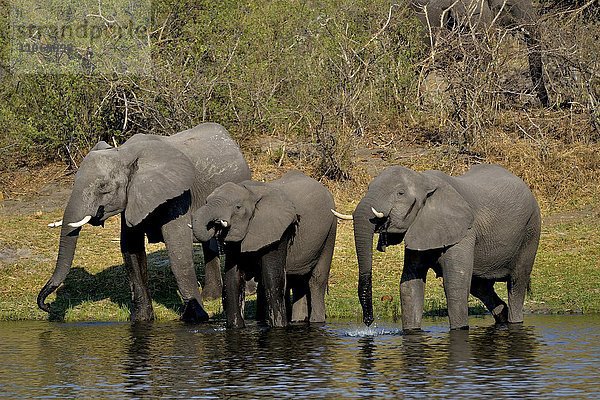 Elefanten (Loxodonta africana) trinken am Kwando-Fluss  Bwabwata-Nationalpark  Sambesi Region  Caprivi-Streifen  Namibia  Afrika