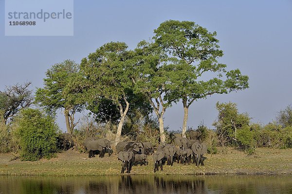 Elefanten (Loxodonta africana)  Herde am Kwando-Fluss  Bwabwata-Nationalpark  Sambesi Region  Caprivi-Streifen  Namibia  Afrika