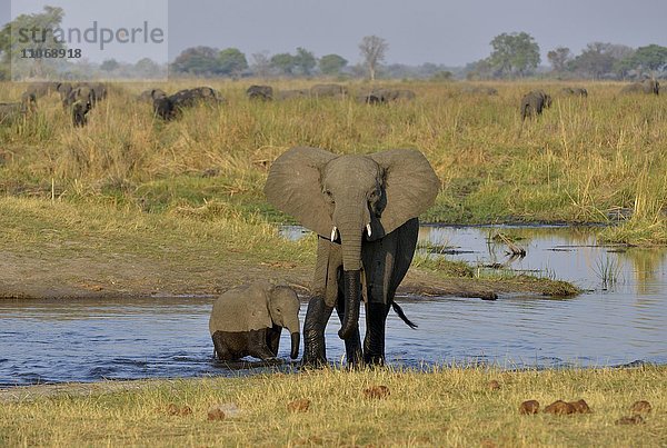 Elefanten (Loxodonta africana)  Elefantekuh mit Jungtier durchquert Kwando-Fluss  Bwabwata-Nationalpark  Sambesi Region  Caprivi-Streifen  Namibia  Afrika