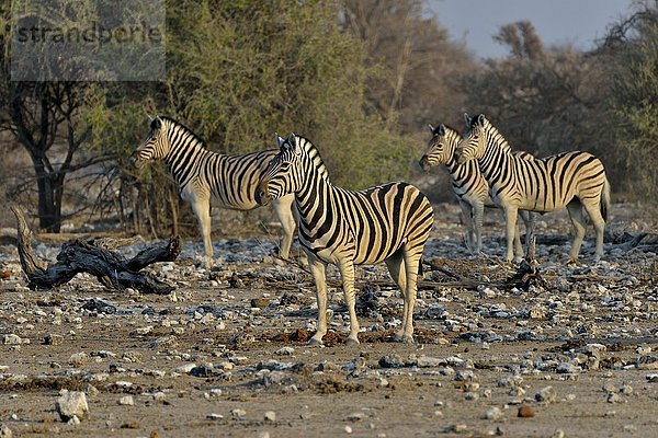 Burchell-Zebras (Equus quagga burchelli)  Etosha-Nationalpark  Namibia  Afrika